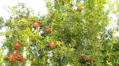 Pomegranate 4 Stockbeeldmateriaal 520145