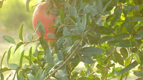 Pomegranate 5 Stockbeeldmateriaal 527527