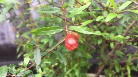 Pomegranate, Apple of Grenada Video stock 234886615