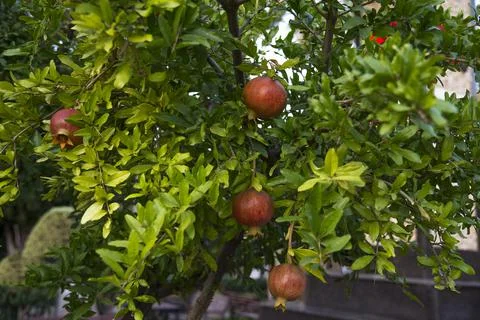 Pomegranate apples on the green tree Stock Photos