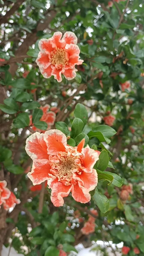Pomegranate blossom Stock Footage 303424448