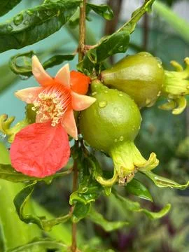 Pomegranate blossoms (2) 스톡 사진