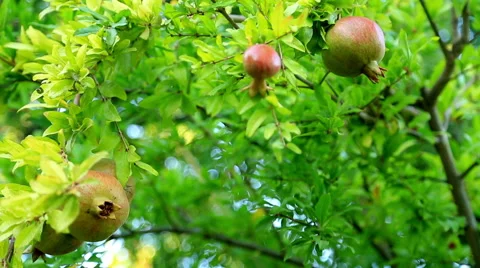 Pomegranate on the branch 3 Stock Footage 54521851