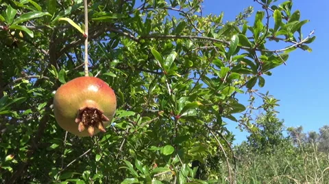 Pomegranate on a Branch Vidéo 41401804