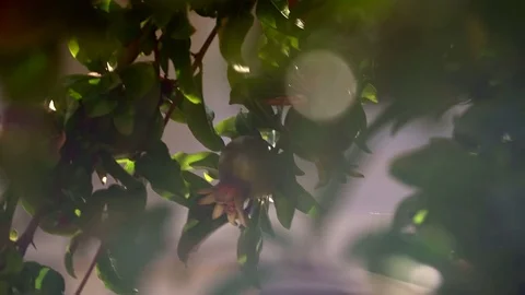 A pomegranate, a branch of a fruit tree. Stock-Footage 80516221