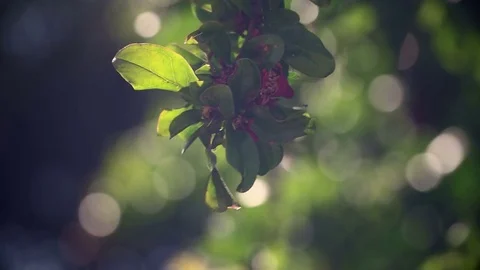A pomegranate, a branch of a fruit tree. 動画素材 80516342