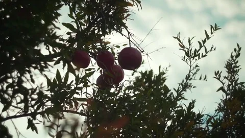 Pomegranate on branch of tree 스톡 동영상 83305706