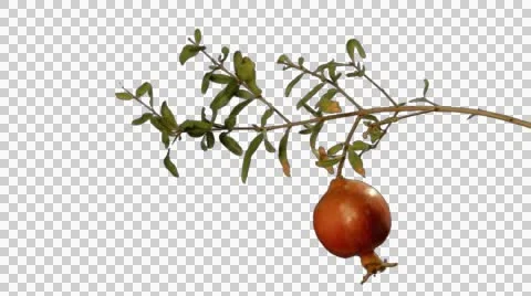 Pomegranate branch wind keyed with alpha Stock Footage 42782128