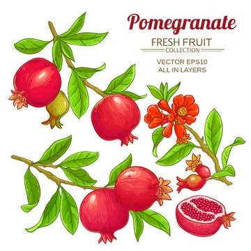 Pomegranate branches vector set Illustrazione stock