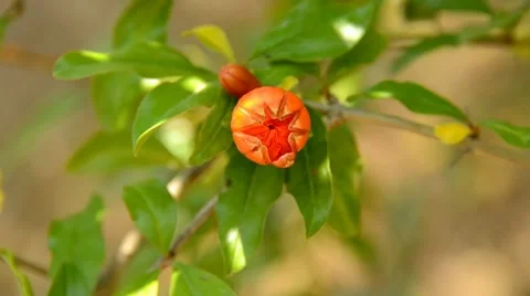 Pomegranate bud Stock Footage 7133275