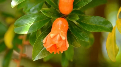 Pomegranate bud Stock Footage 7133282