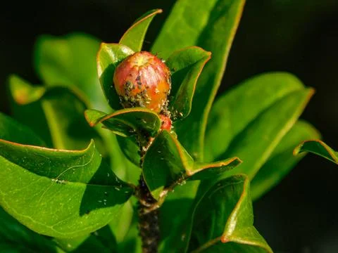 Pomegranate bud full of Aphids Stock Photos