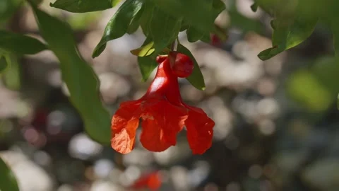 Pomegranate buds on fruit tree Stock Footage 281512613