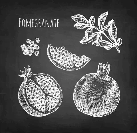 Pomegranate chalk sketch. Stock Illustration