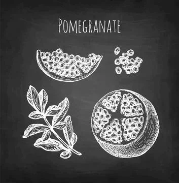 Pomegranate chalk sketch. Stock Illustration