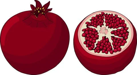 Pomegranate colored vector illustration on white background. Stock Illustration