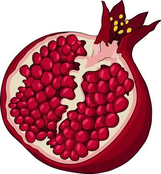 Pomegranate colored vector illustration on white background. Stock Illustration