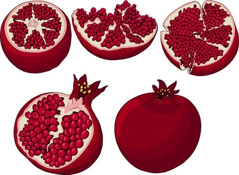 Pomegranate colored vector illustration on white background. Stock Illustration