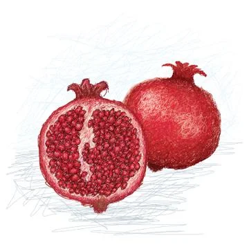 Pomegranate cross section Stock Illustration