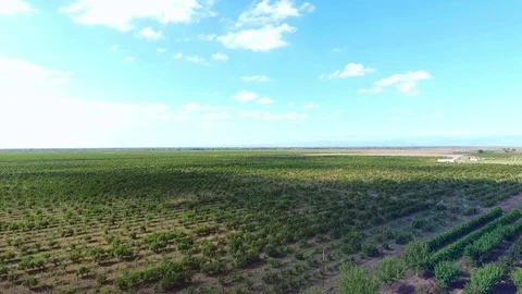 Pomegranate field Stock-Footage 86256116