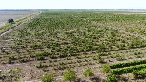 Pomegranate field Stock Footage 86256592