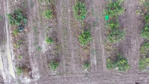 Pomegranate field Stock Footage 86257841