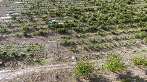 Pomegranate field Stock Footage 86275555