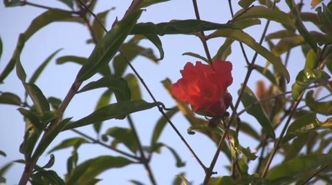 Pomegranate flower 動画素材 4280472
