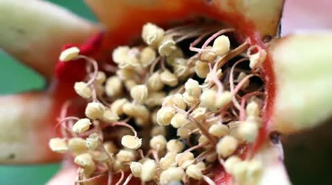Pomegranate flower Stock Footage 10887026