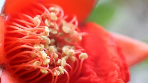 Pomegranate flower Stock-Footage 10887076