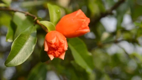 Pomegranate flower Stock Footage 220590855
