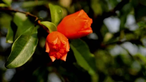 Pomegranate flower Video stock 229603943