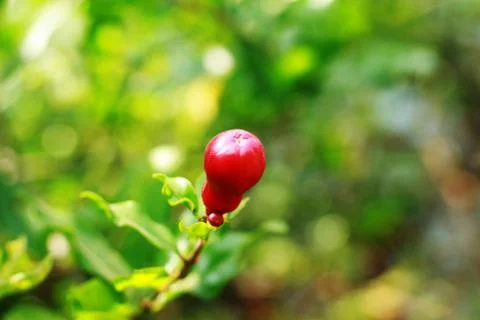 Pomegranate  flower Foto stock