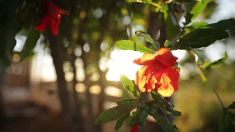 Pomegranate flower on the sunset light beautiful gardening video. Pomegranate Stock Footage 201330372