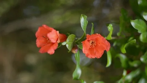 Pomegranate flowers Stock Footage 75670298
