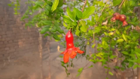 Pomegranate flowers. Stock Footage 151467744