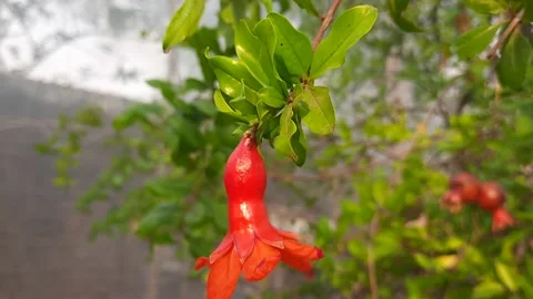 Pomegranate flowers in tree. Stock Footage 151467752
