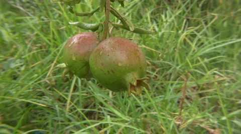 Pomegranate Stock-Footage 1643755