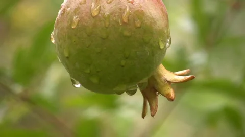 Pomegranate 動画素材 5181837