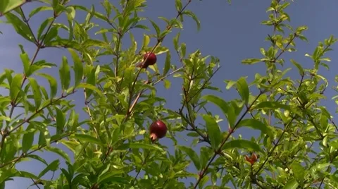 Pomegranate Stock-Footage 8690834