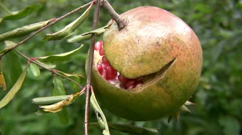 Pomegranate Stock-Footage 8761315
