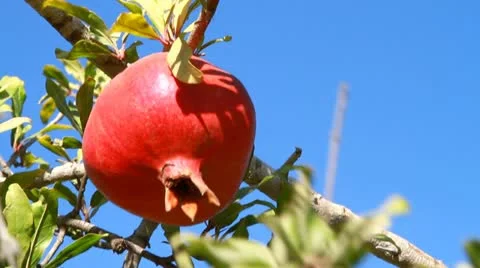 Pomegranate 스톡 동영상 21219141