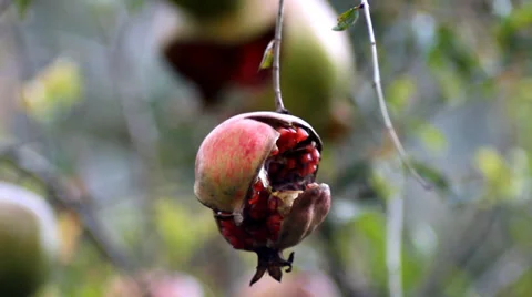 Pomegranate Video stock 27522875