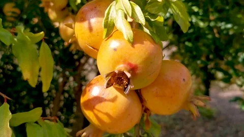 Pomegranate Stock Footage