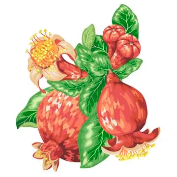 Pomegranate fruit branch in graphic vector illustration Stock Illustration