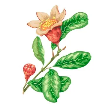Pomegranate fruit branch in graphic vector illustration Stock Illustration