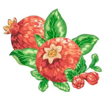 Pomegranate fruit branch in graphic vector illustration Stock Illustration