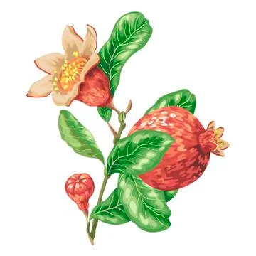 Pomegranate fruit branch in graphic vector illustration Stock Illustration