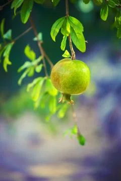 Pomegranate fruit on a branch Stock Photos