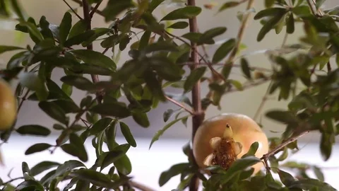 Pomegranate fruit closeup Stock Footage 82753766